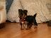 PoulaTo: PERRITOS DE YORKSHIRE